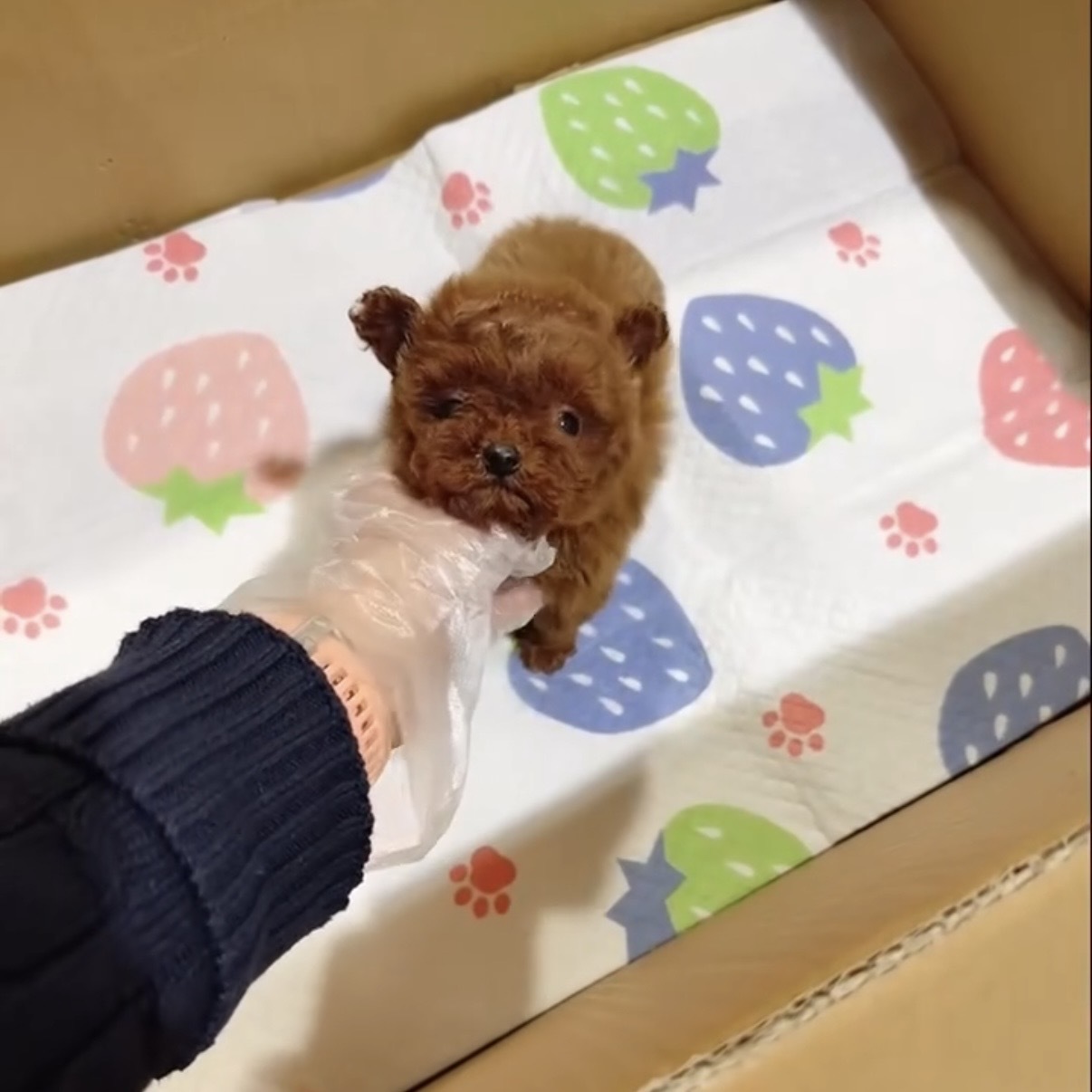 image_A025AE1F-F02B-4E07-8F0C-68B122C53267_1769304950