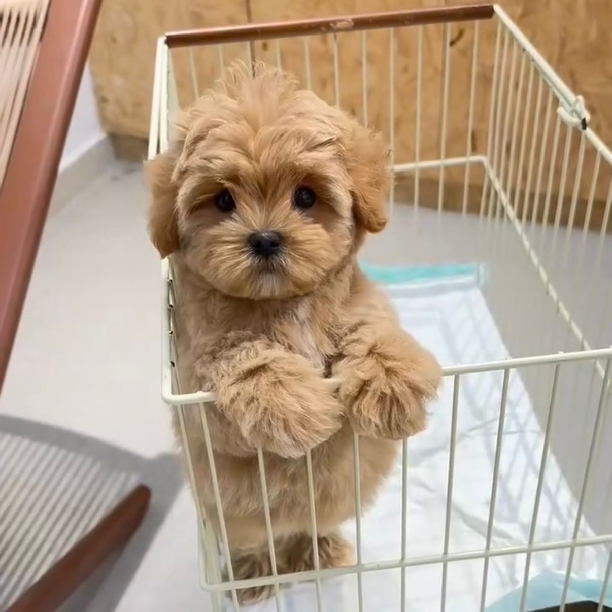 WhatsApp Image 2026-02-26 at 5.38.23 PM (1)