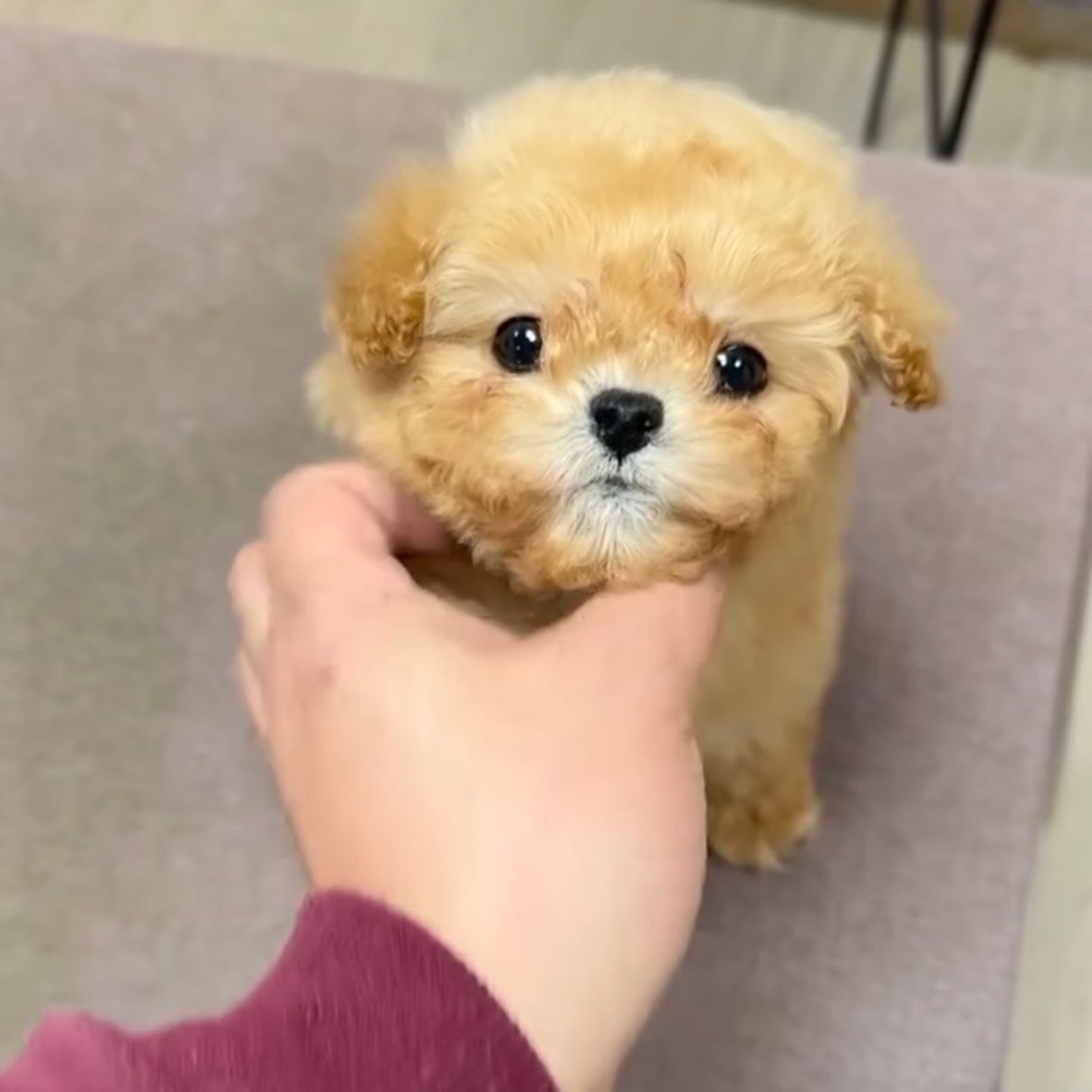 WhatsApp Image 2026-02-26 at 5.38.24 PM (2)