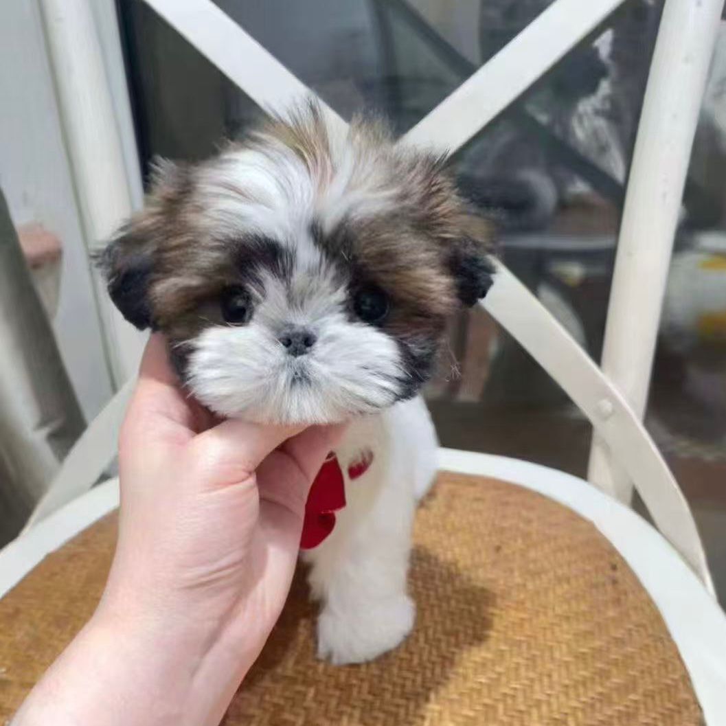 WhatsApp Image 2026-02-26 at 5.38.26 PM (1)