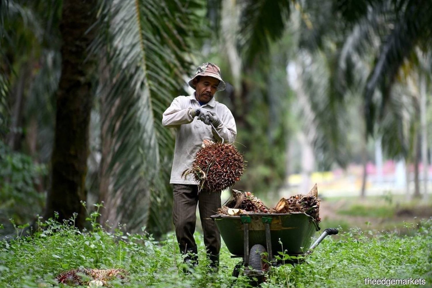 Amer - Mr. Ahmad - Palm Oil Kedah