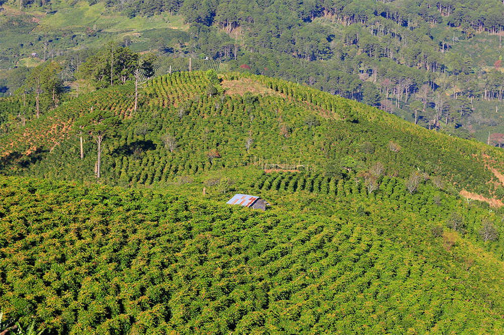 furama da lat vietnam coffee farm