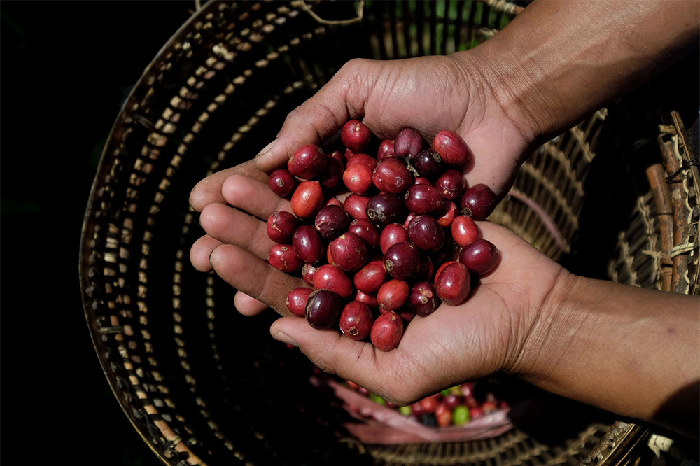 Furama China coffee bean