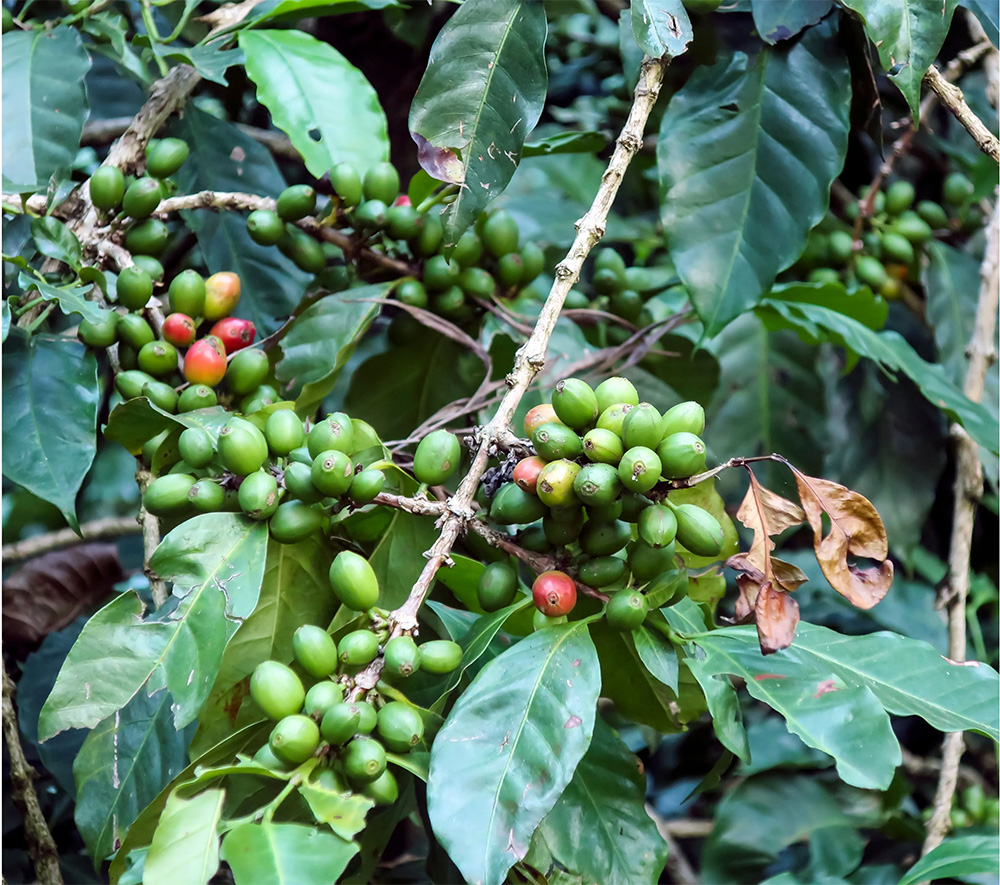 Furama Myanmar coffee bean 