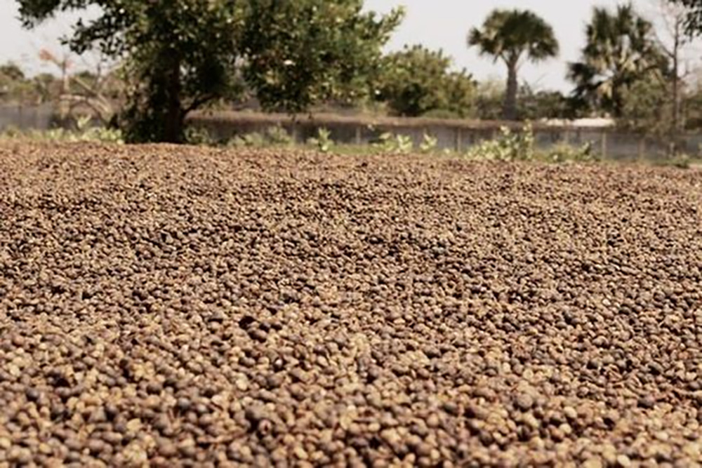 Furama Timor Leste Coffee Beans