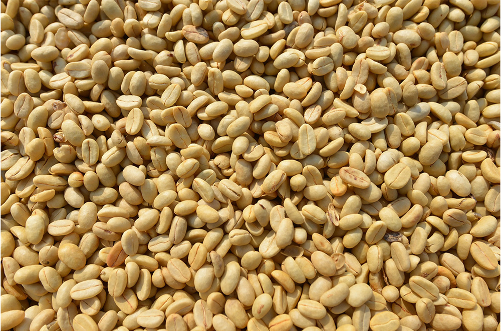 Furama Laos Unroasted Coffee Bean