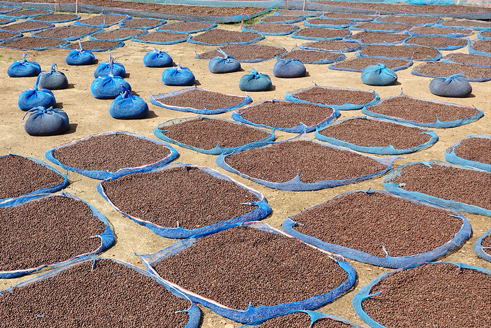 furama coffee beans drying under the sun