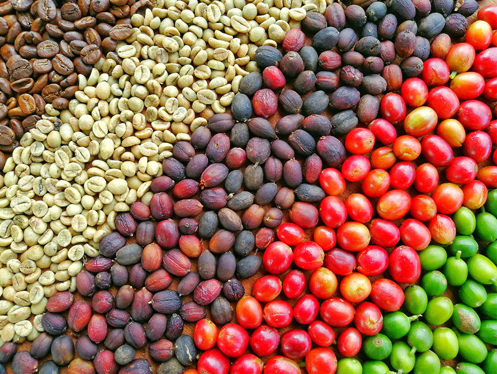 an array of coffee bean through stages