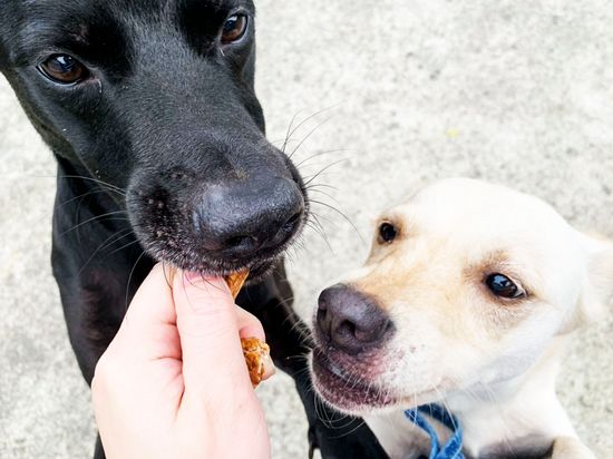 毛孩界米其林 | 黑白米米 Blacknwhitedogs