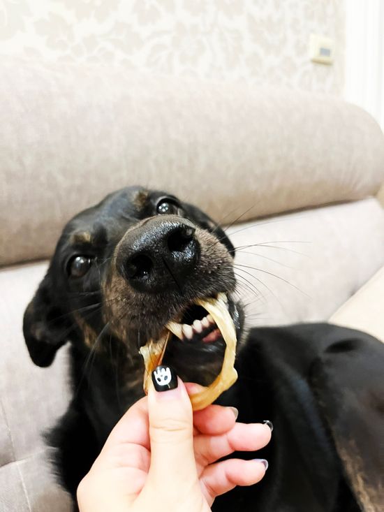 黑白米米 | 黑白米米 Blacknwhitedogs