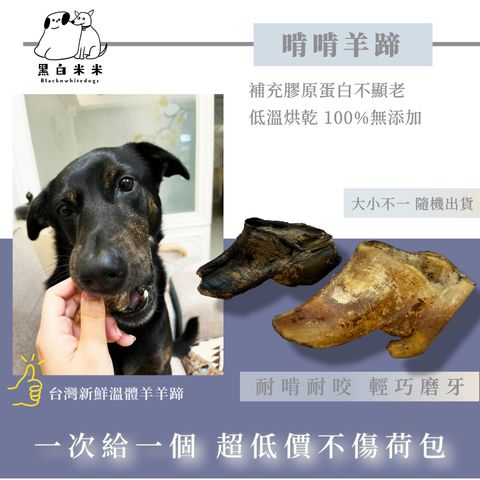羊蹄2