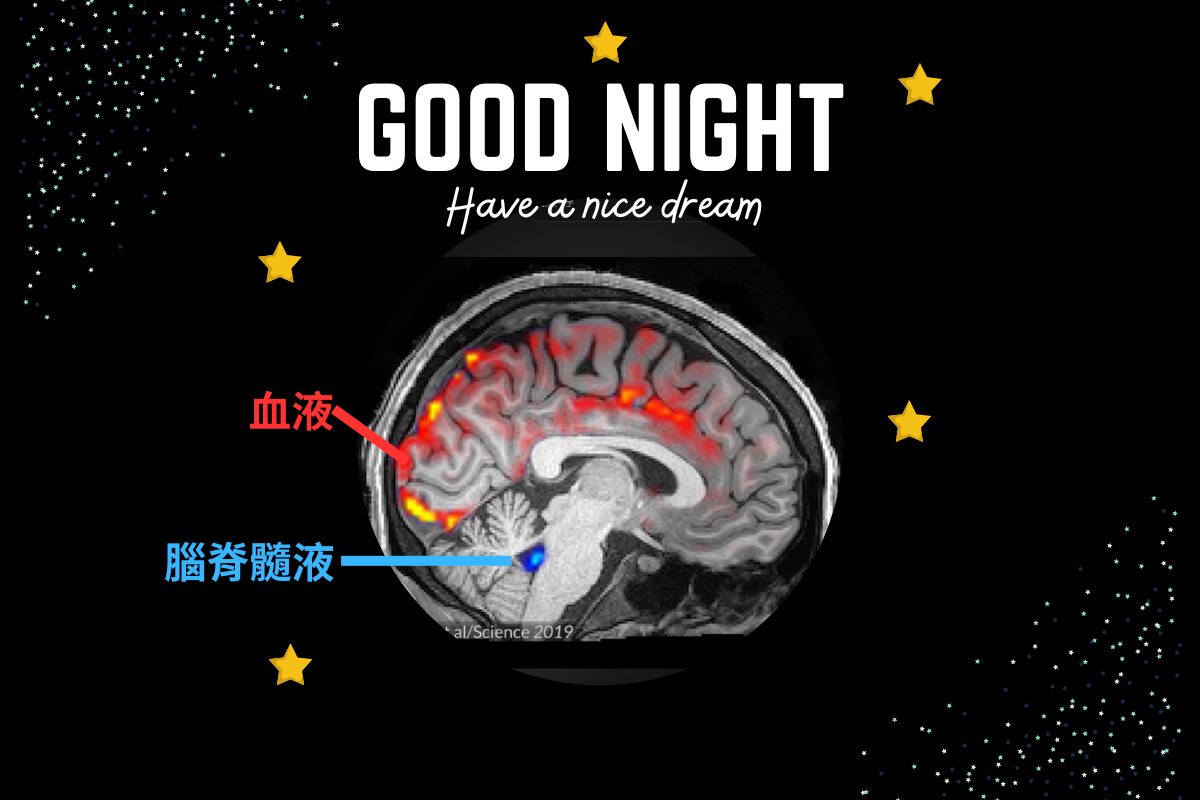 科學家揭開睡眠中的大腦清洗過程