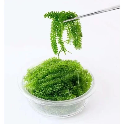 限時特惠 海葡萄100g 新鮮活 即食長壽菜海藻菜海菜裙帶菜壽司綠色腌漬 海葡萄 鮮美 裙帶菜 送醬料 新鮮即食海葡萄