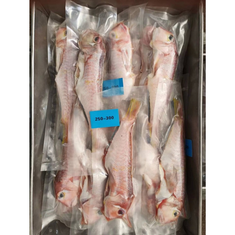 馬頭魚 3