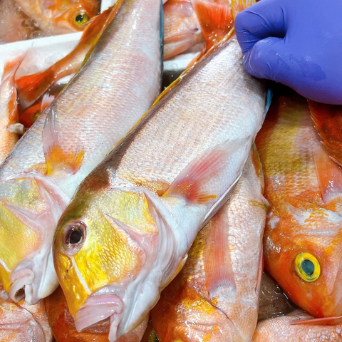 馬頭魚 1