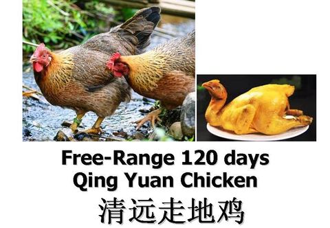 Free Range Qing Yuan