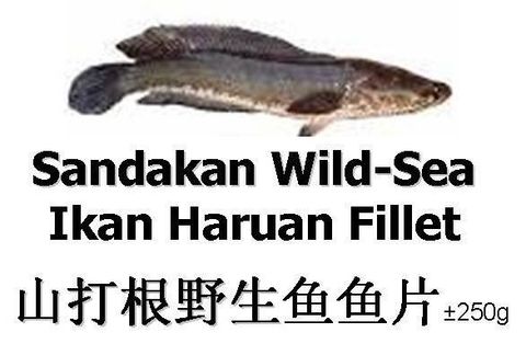 Ikan Haruan Fillet