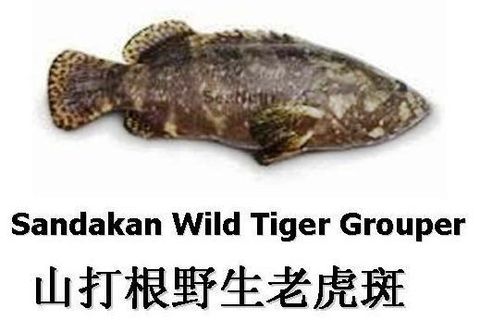 Tiger Grouper