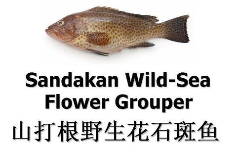 Flower Grouper