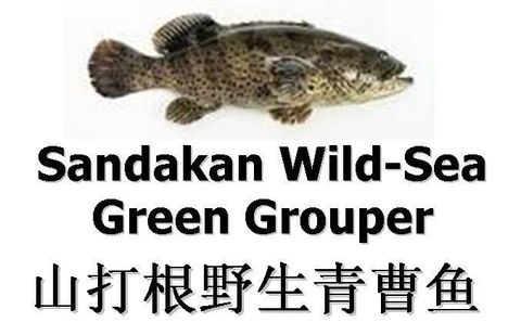 Green Grouper