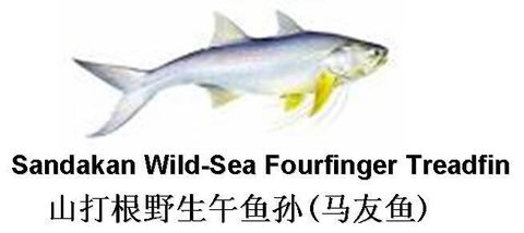 Fourfinger Threadfin