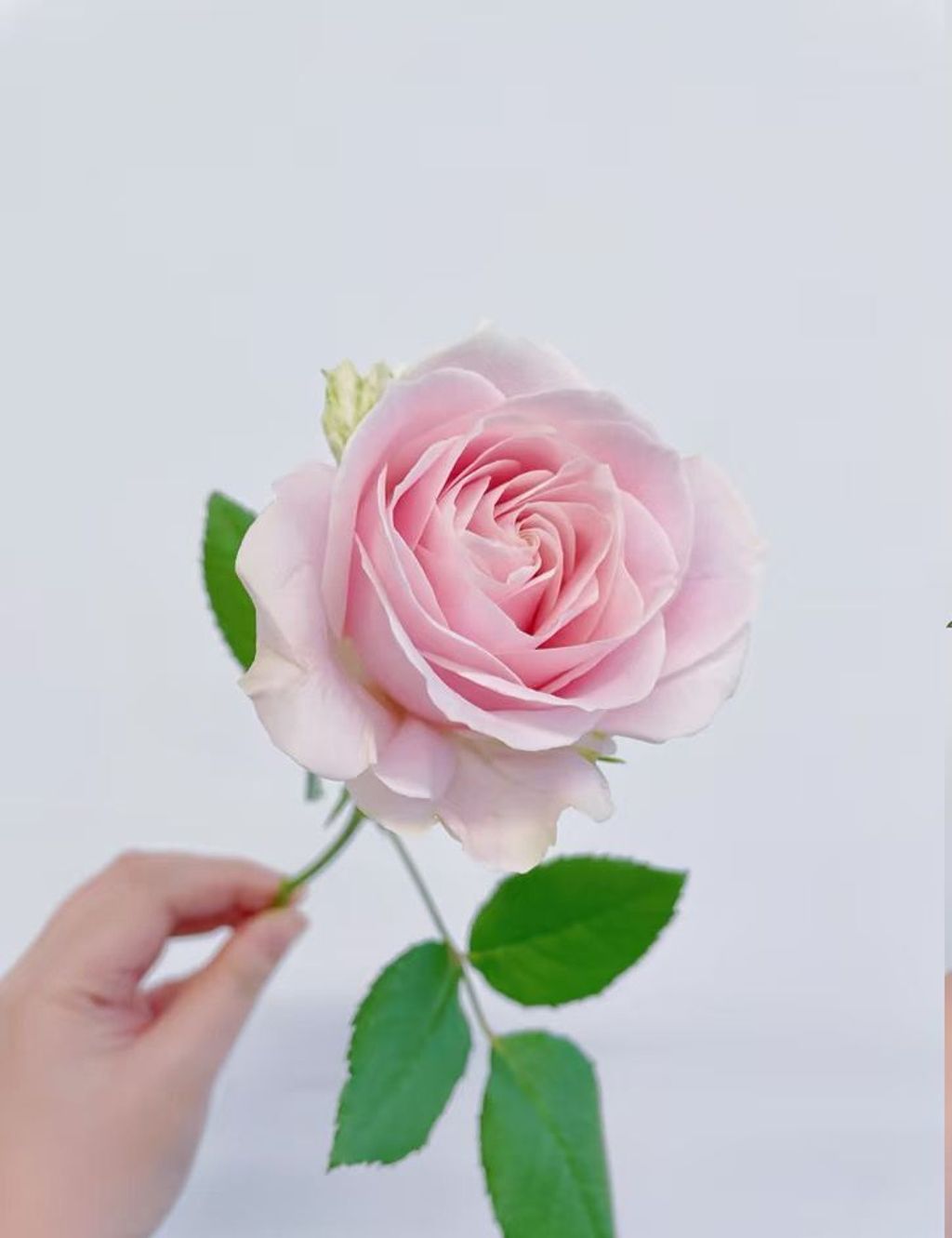 WhatsApp Image 2026-01-26 at 8.19.26 PM (1)