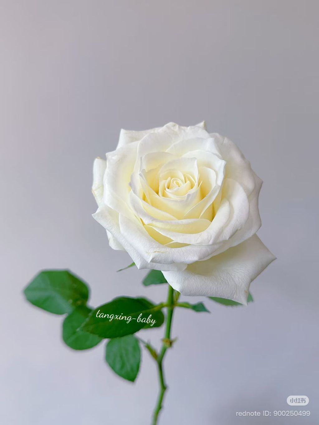 WhatsApp Image 2026-01-26 at 8.19.26 PM