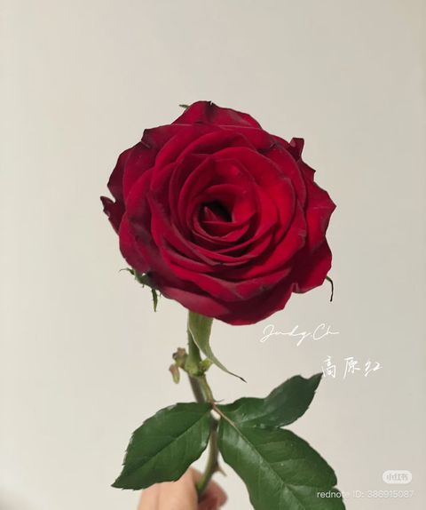 WhatsApp Image 2026-01-26 at 8.19.25 PM