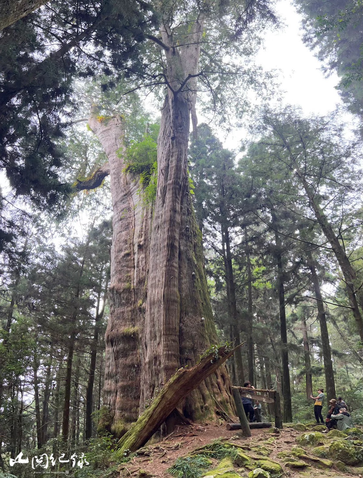 LINE_ALBUM_阿溪縱走（蓓蓓拍）_260103_3