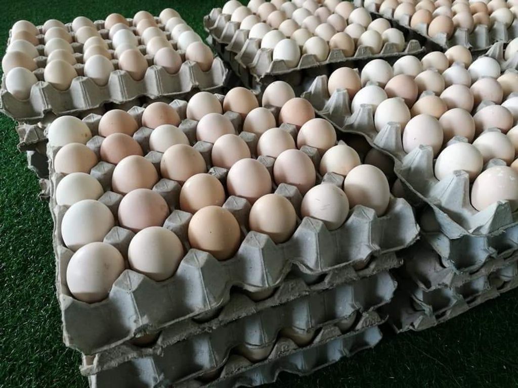 Macao Egg