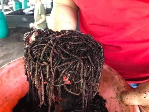 Vermicast-earthworm