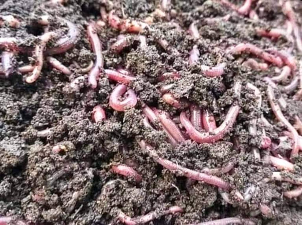 ANC Earthworms