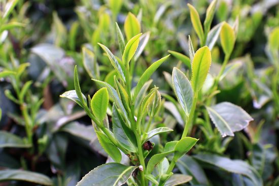  | 義泰茶莊線上商城－四代傳承百年工藝｜靈氣頂級尊爵限量烏龍｜靈丹｜台灣第一茶｜高海拔頂級鐵觀音｜紅靈丹頂級尊榮限量紅茶