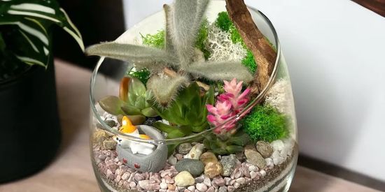 SALE Zen Concrete Handmade Moss Bowl Terrarium Centerpiece  Terrarium  centerpiece, Miniature garden, Succulent terrarium