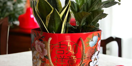 HENG ONG HUAT! | The Green Capsule