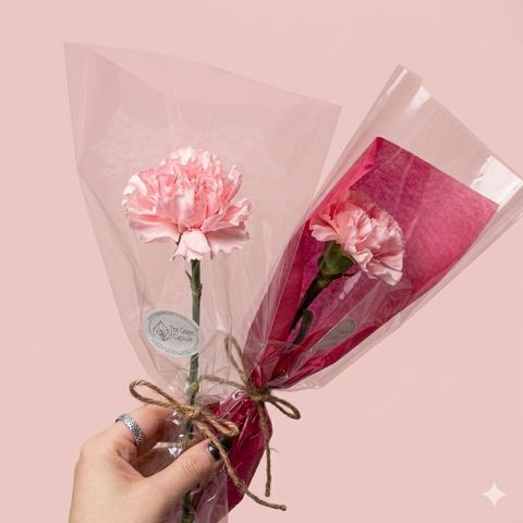 GC Carnation Mday