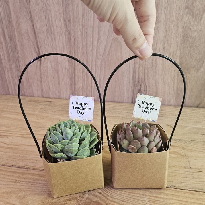 Mini Succ Gift Bag _sq