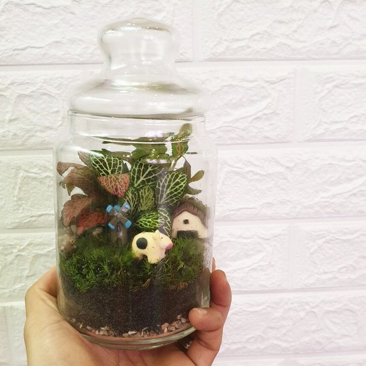 popjar-terrariumB