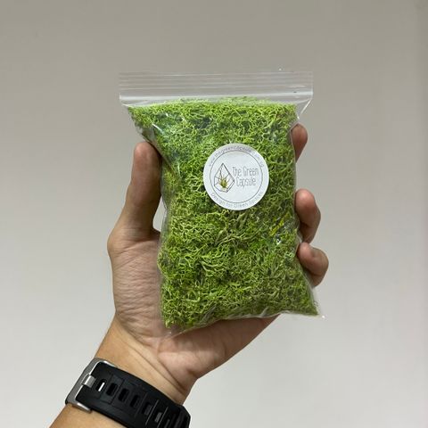 Preserved Moss Green $4