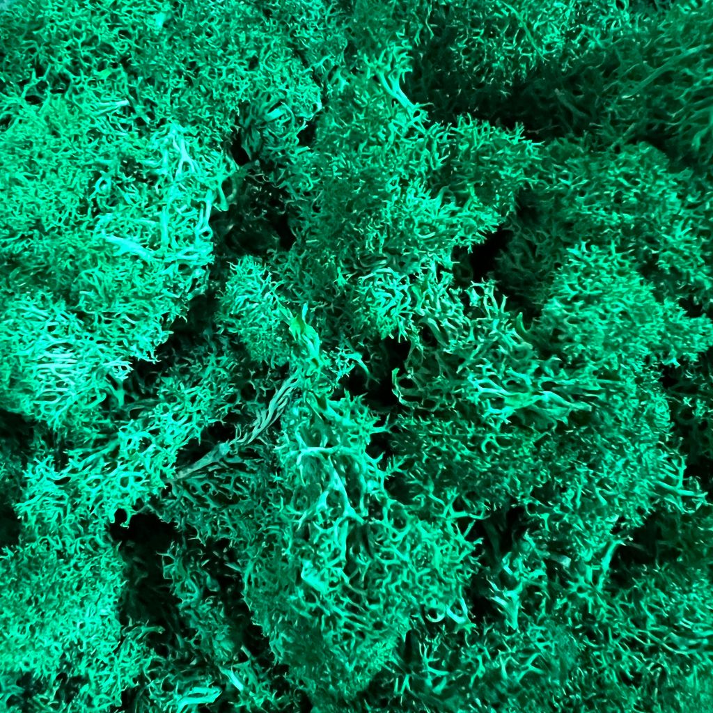 Preserved moss dark green