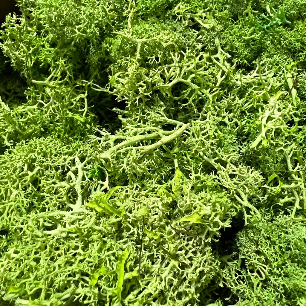 Preserved moss light green