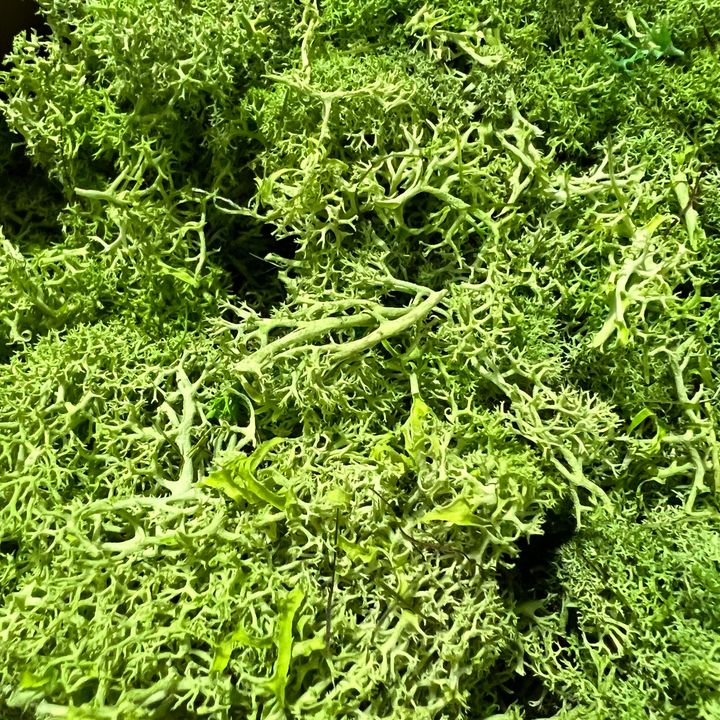 Preserved moss light green