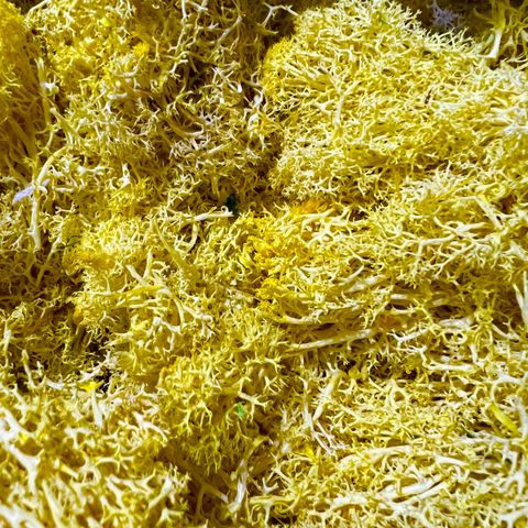 Preserved moss yellow