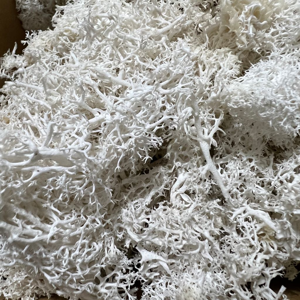 Preserved moss white