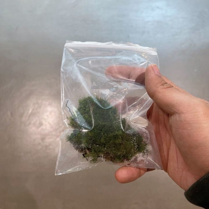 live-moss