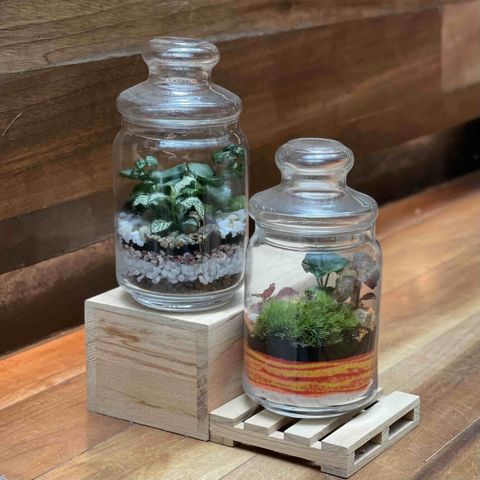 popjar-terrarium