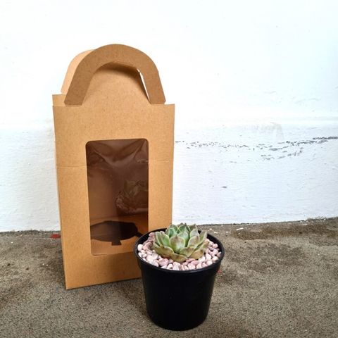 succulent-gift-box