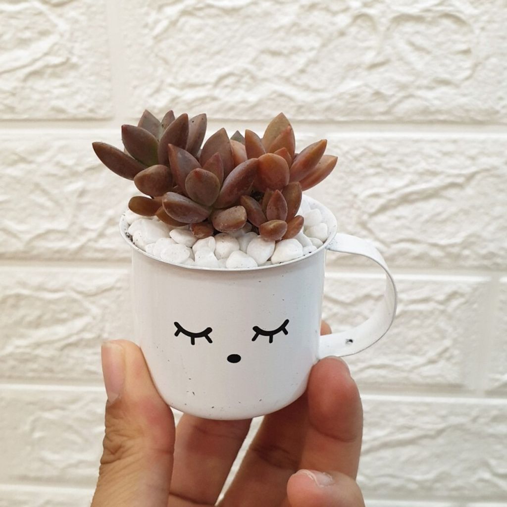 enamel-succulent-pots