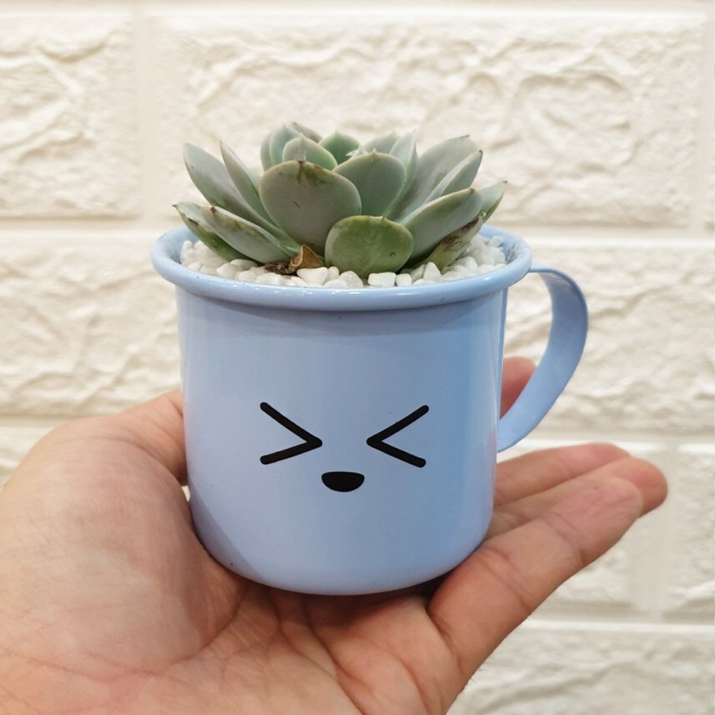 enamel-succulent-pots (2)