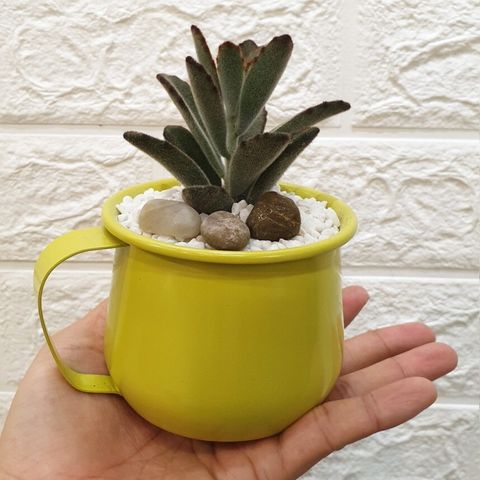 enamel-succulent-pots (3)